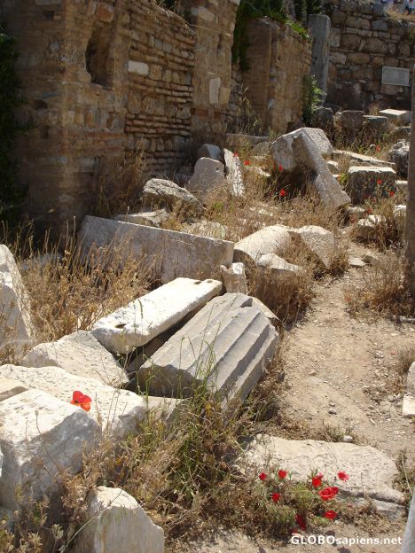Postcard Poppies at Ephesus