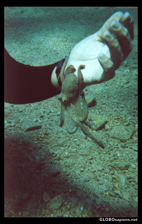 Postcard octopussy