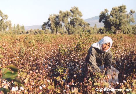 Postcard Picking coton
