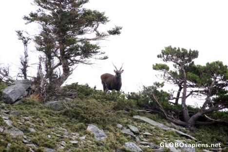 Postcard Cervus unicolor swinhoei