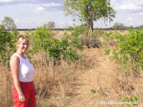 Postcard Elephant in the camp