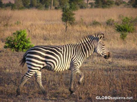 Postcard Running Zebra
