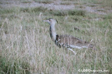 Postcard Kori Bustard