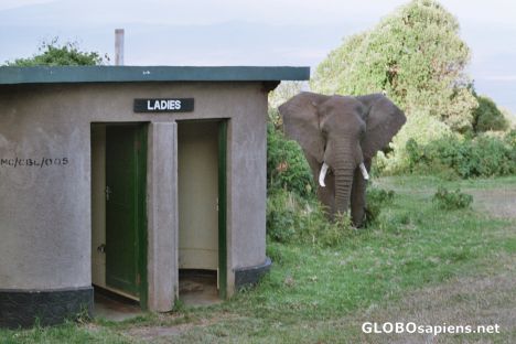 Postcard Sorry may I use the toilet?
