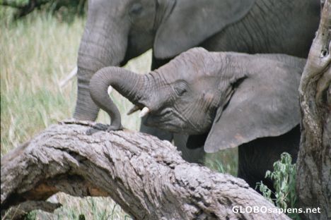 Postcard Look what I can do with my trunk