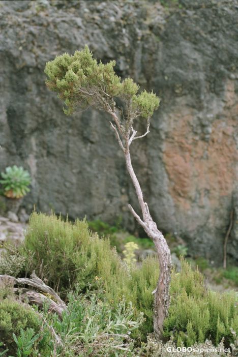 Postcard Juniper fighting the natural forces