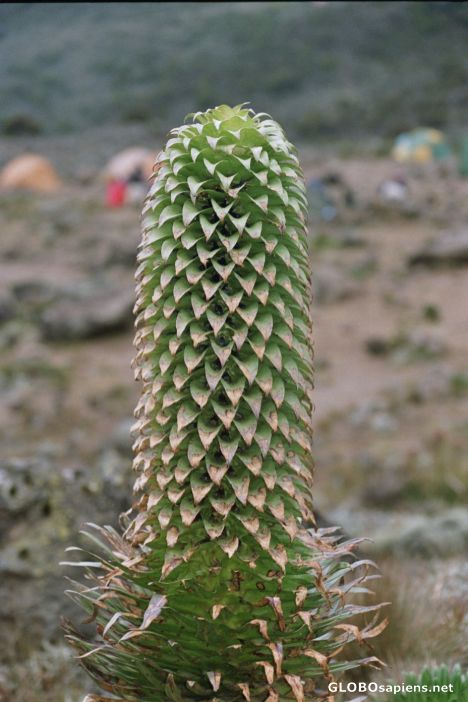 Postcard Plant at baranco camp on 3900m