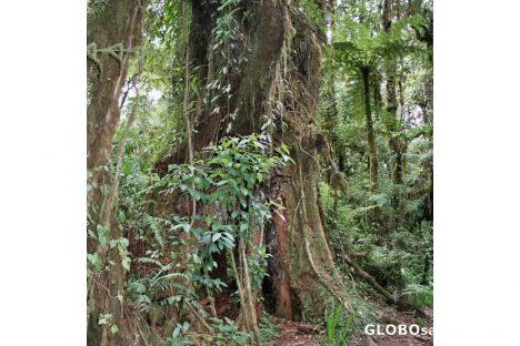 Postcard Rainforest on the lower slopes of Kilimanjaro