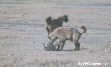 Postcard Hunting Hyenas