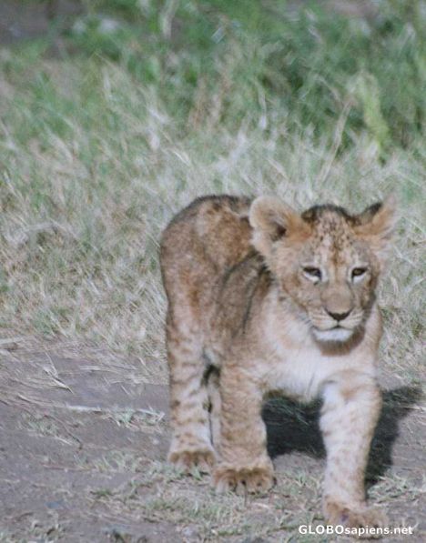 Postcard Simba