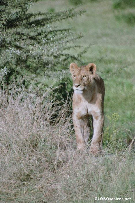 Postcard Lioness