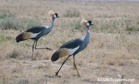 Postcard Pair of  Crowned cranes