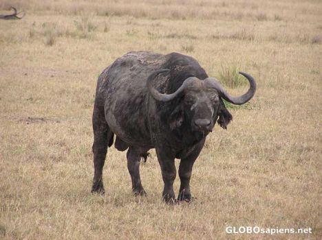 Postcard Buffalo in Mikumi June 2005