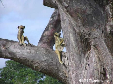 Postcard Baboons in Mikumi June 2005