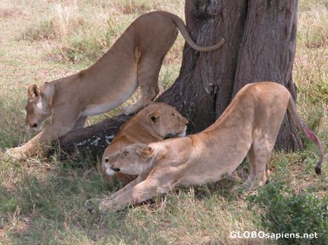 Postcard Lions resting.