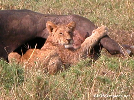 Postcard Lion eating.