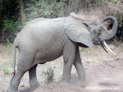Postcard Elephant at the Lake Manyara.