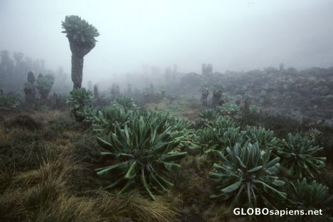 Postcard Senecio Kilimanjari trees near Barranco Camp