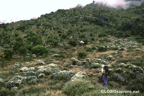 Postcard Trail between Machame and Shira Camp