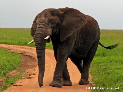 Postcard Big elephant