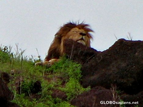 Postcard Lion
