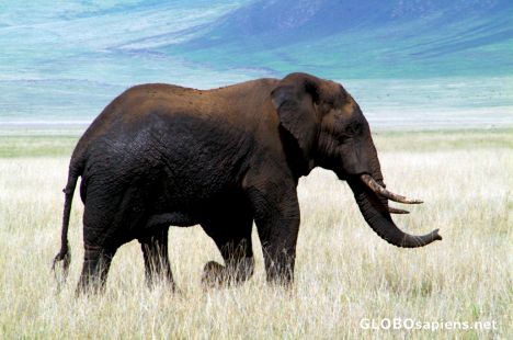 Postcard Tanzania, Ngorongoro - the real king