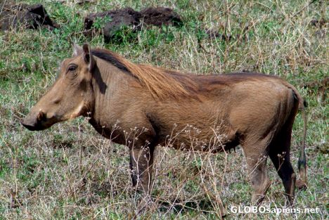 Postcard Tanzania, Ngorongoro - the warthog