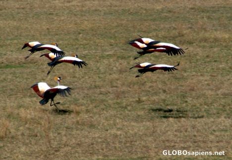 Postcard Tanzania, Ngorongoro - the crane has landed