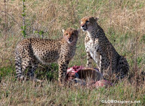 Postcard Serengeti