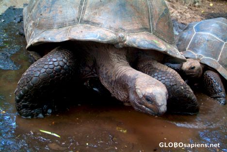 Postcard Zanzibar, Prison Island - tortoise mum & baby