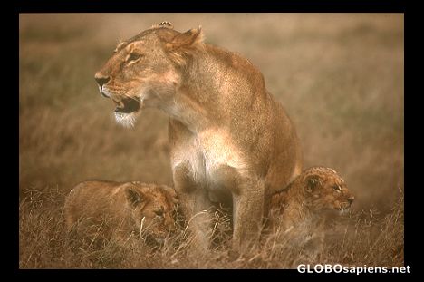 Postcard Lion with babies