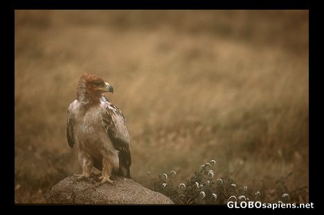 Postcard Young eagle