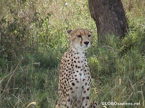 Postcard Cheeta
