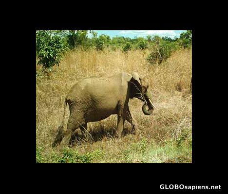 Postcard Elephant in Mikumi National Park