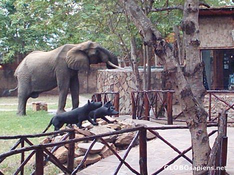 Postcard Elephant drinking from the swimming pool