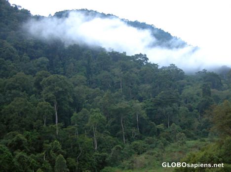 Postcard Bwindi impenetrable forest.