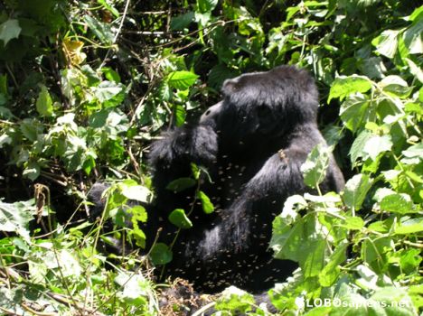 Postcard Bwindi Impenetrable National Park