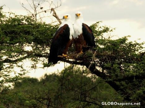 Postcard Fish eagles.
