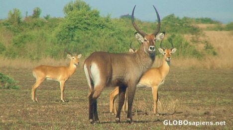 Graceful antelope