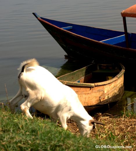 Postcard On the lake bank
