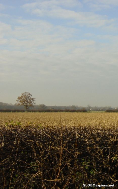 Postcard stark hedges and winter farmland stubble