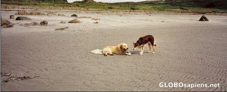 Postcard Overcrowded beach? Mull