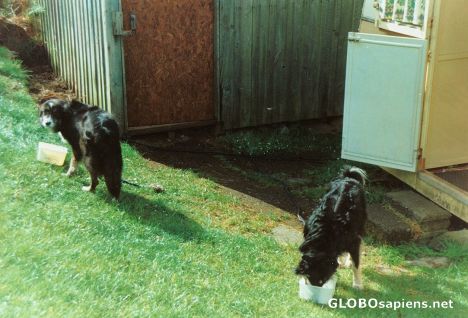 Postcard Dogs allowed