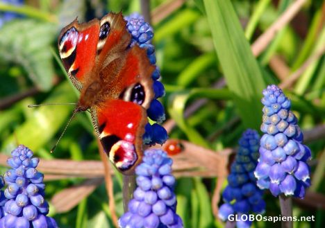 Postcard Peacock Butterfly on Muscari
