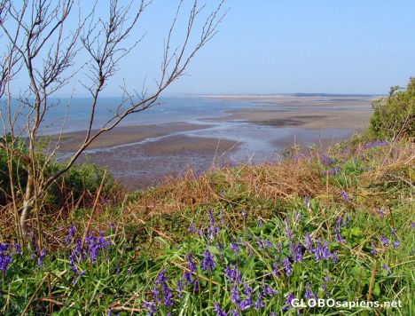 Postcard Bluebell of Scotland