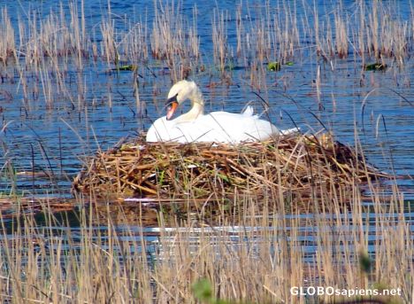 Postcard Nesting Swan