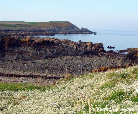 Postcard Wild Clover Isle of Whithorn