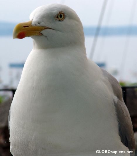 Postcard Gull