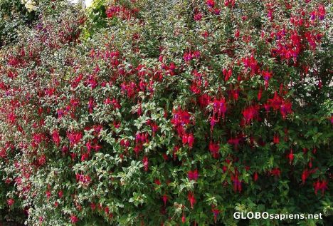 Postcard Fuchsia