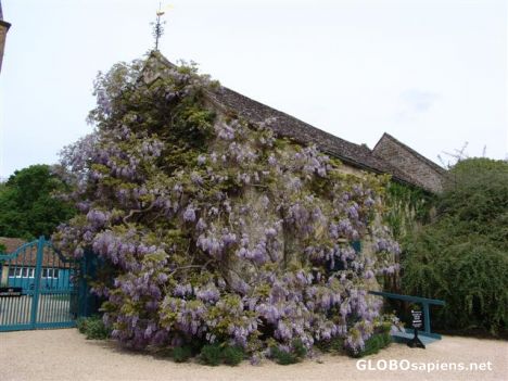 Postcard Hidcote Manor National Trust Gardens 3